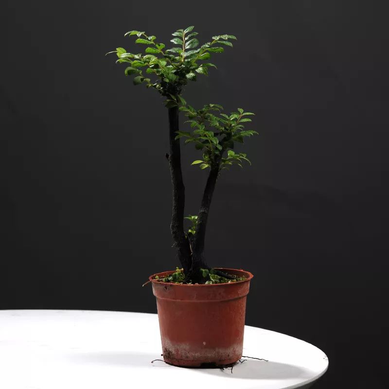 小叶紫檀树适合哪里种植_小叶紫檀树苗种植适合地方养吗_小叶紫檀树苗适合哪些地方种植