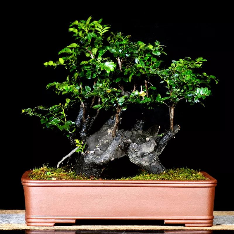 小叶紫檀树适合哪里种植_小叶紫檀树苗种植适合地方养吗_小叶紫檀树苗适合哪些地方种植