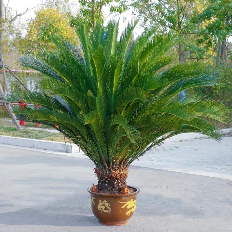 小叶紫檀树适合哪里种植_小叶紫檀树苗种植适合地方养吗_小叶紫檀树苗适合哪些地方种植