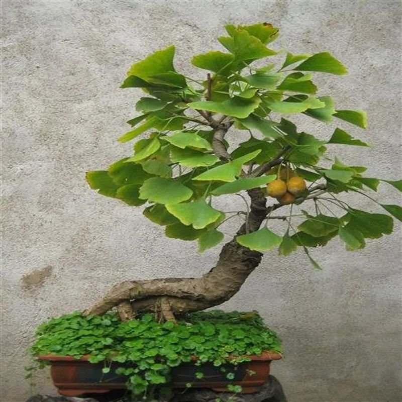 小叶紫檀树苗种植适合地方养吗_小叶紫檀树苗适合哪些地方种植_小叶紫檀树适合哪里种植