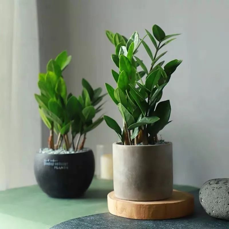 小叶紫檀树适合哪里种植_小叶紫檀树苗种植适合地方养吗_小叶紫檀树苗适合哪些地方种植