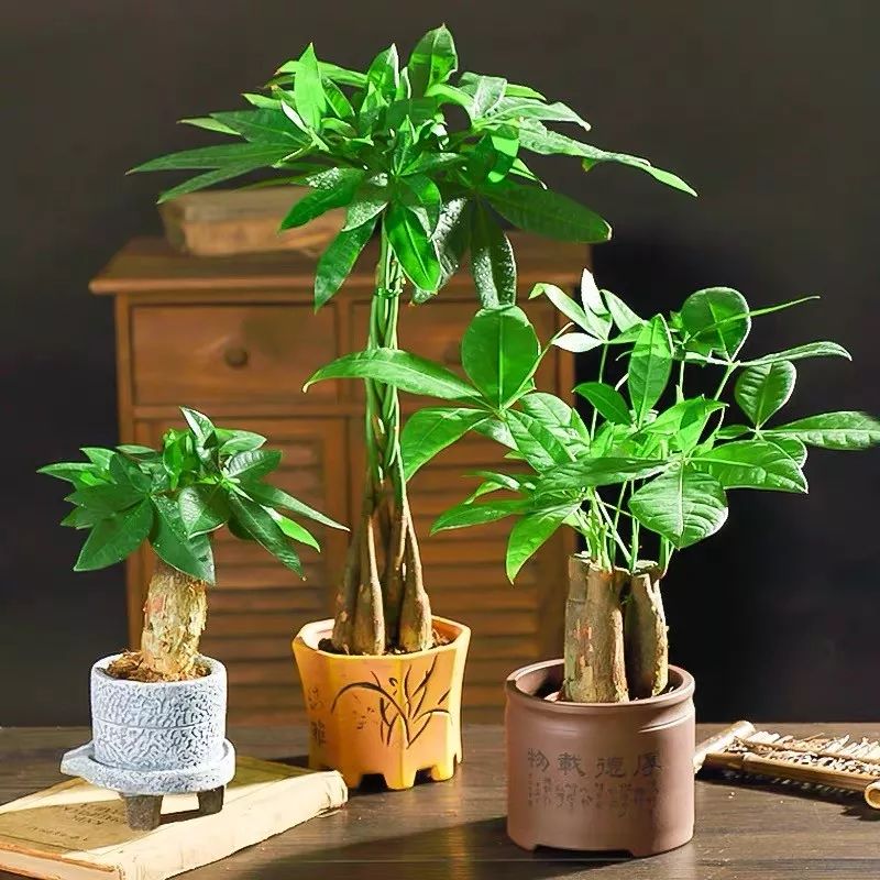 小叶紫檀树苗适合哪些地方种植_小叶紫檀树适合哪里种植_小叶紫檀树苗种植适合地方养吗
