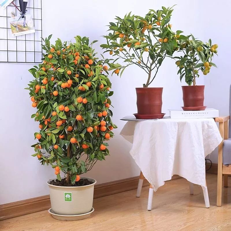 小叶紫檀树苗适合哪些地方种植_小叶紫檀树苗种植适合地方养吗_小叶紫檀树适合哪里种植