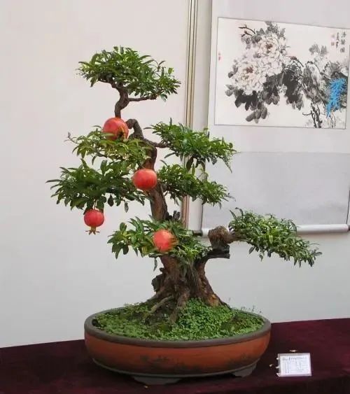 小叶紫檀树苗适合哪些地方种植_小叶紫檀树适合哪里种植_小叶紫檀树苗种植适合地方养吗