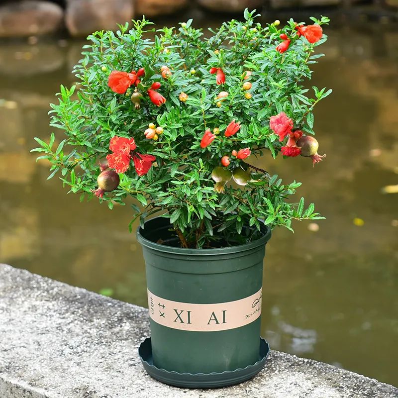 小叶紫檀树适合哪里种植_小叶紫檀树苗种植适合地方养吗_小叶紫檀树苗适合哪些地方种植