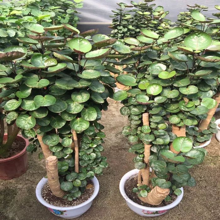 小叶紫檀树适合哪里种植_小叶紫檀树苗适合哪些地方种植_小叶紫檀树苗种植适合地方养吗