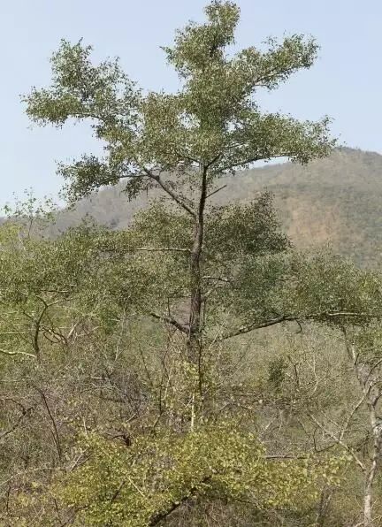 小叶紫檀哪里产_小叶紫檀产地_产地小叶紫檀是哪里