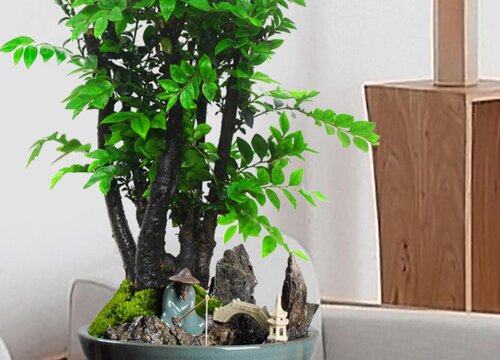 小叶紫檀盆景浇水的正确方法_小叶紫檀的浇水方法_浇水小叶紫檀盆景正确方法是